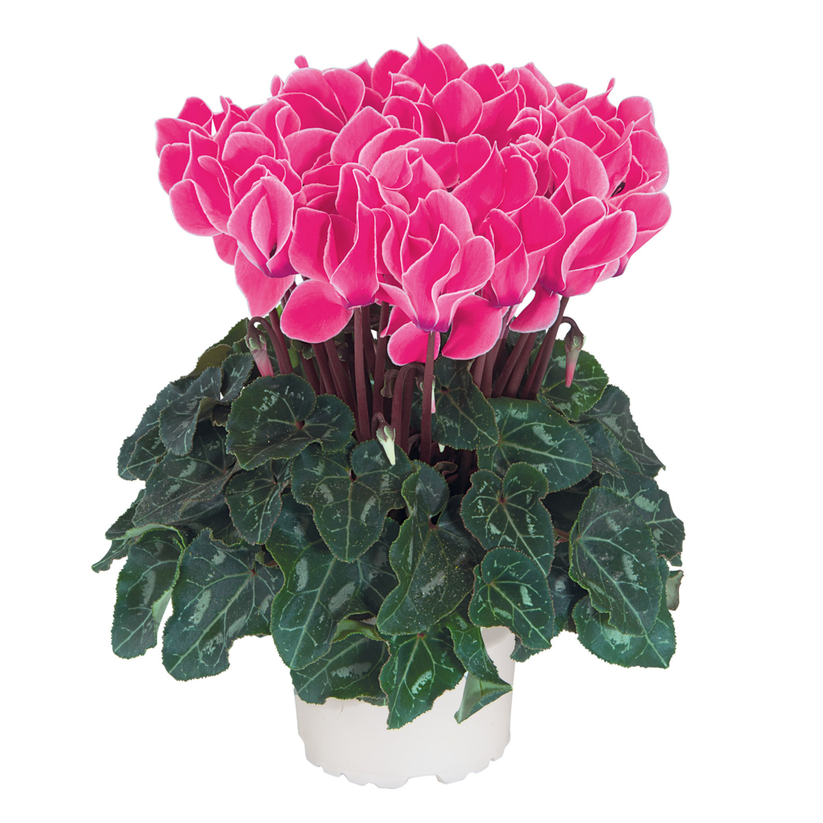 fuchsia-neon-flamme-3177-3266898275.webp