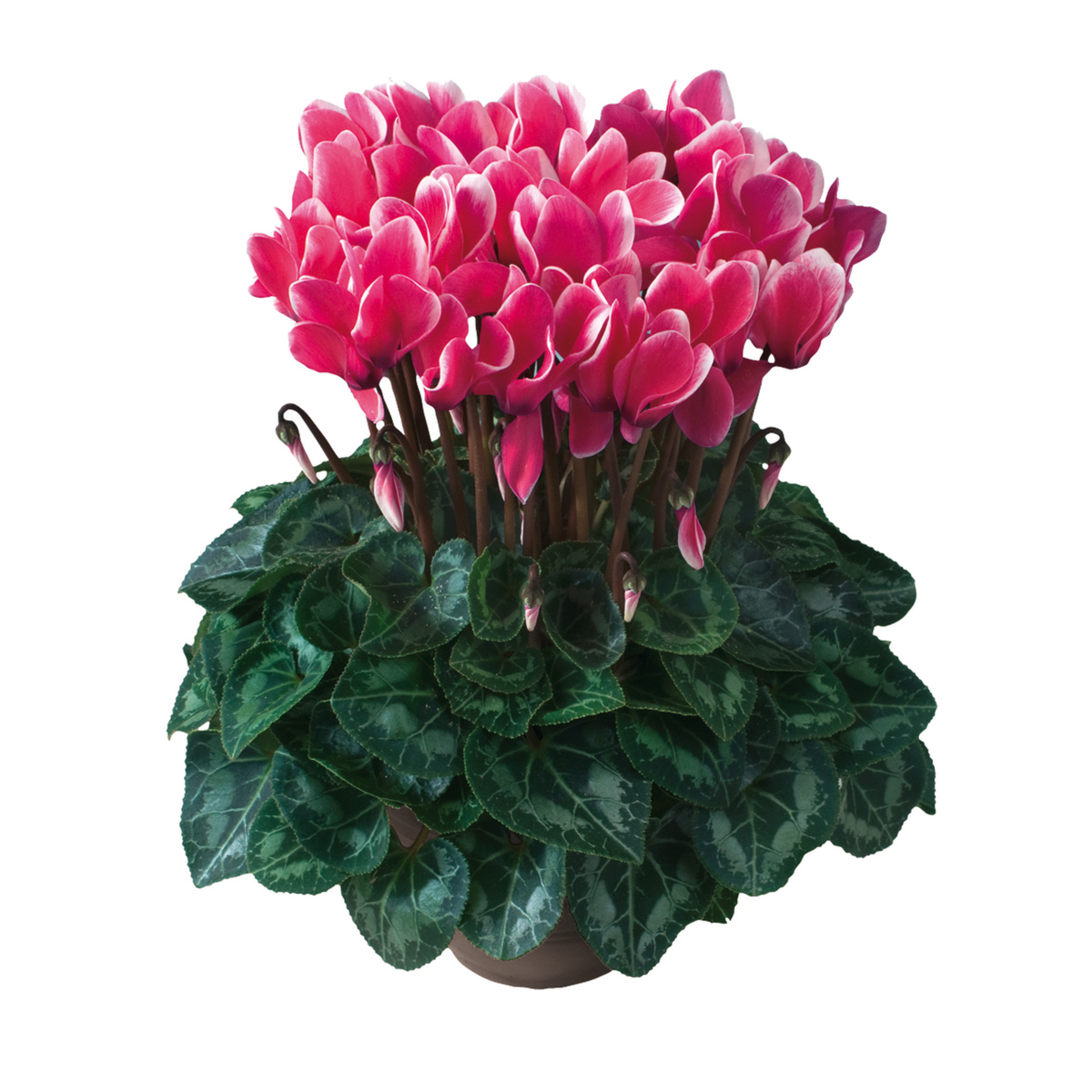 fuchsia-vif-3071-772314767.webp