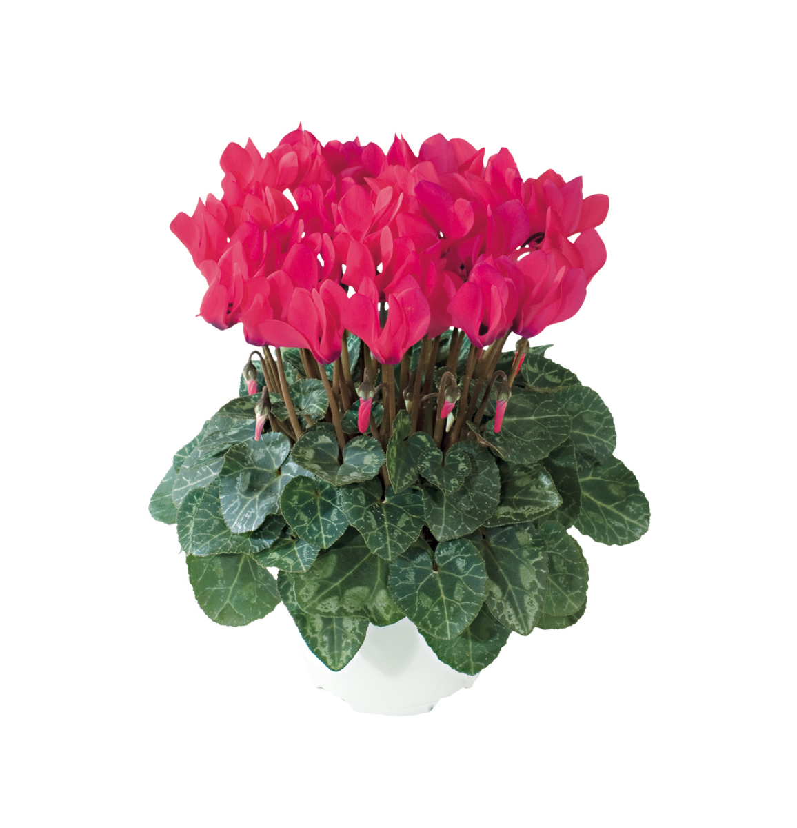 fuchsia-vif-4270-3131784021.webp