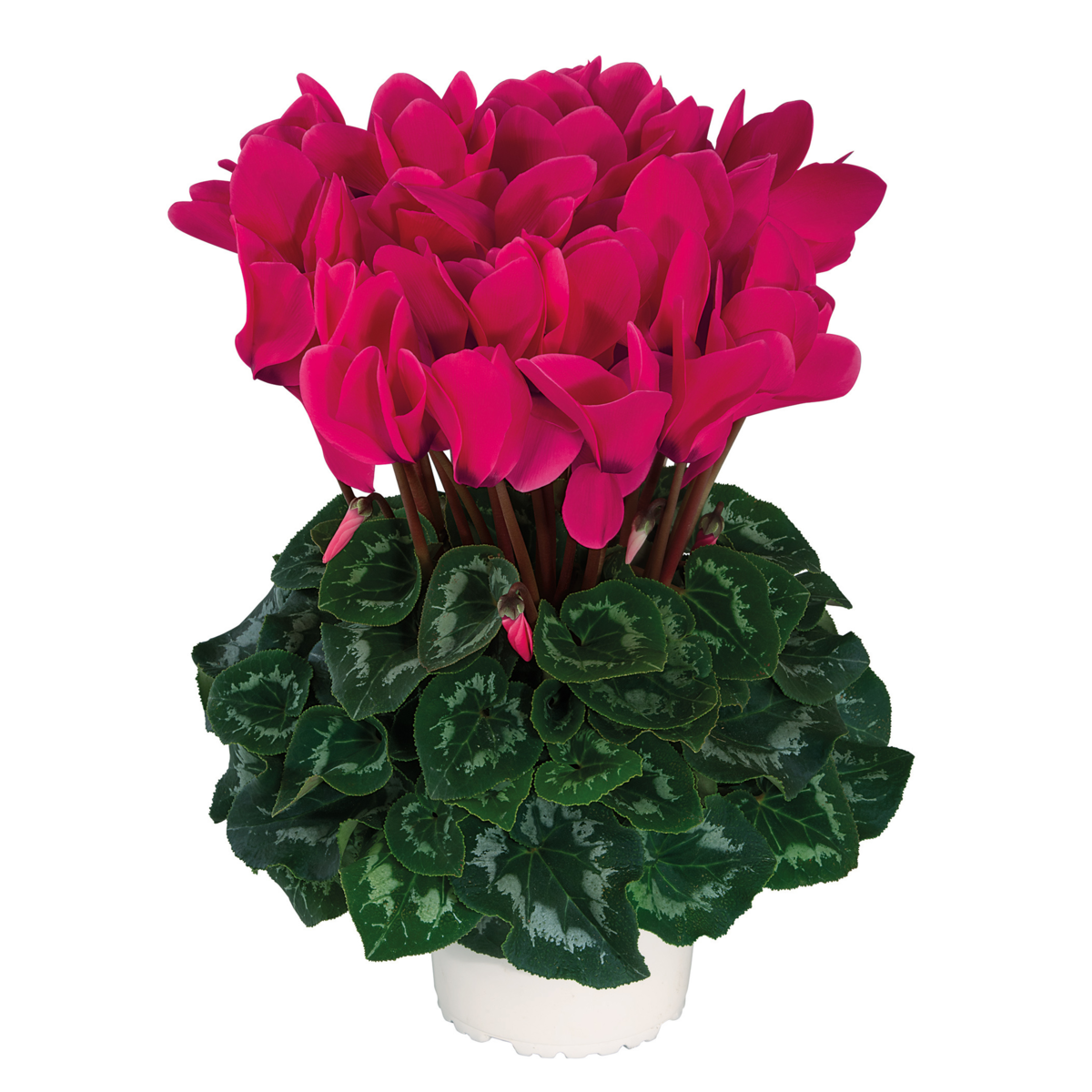 fuchsia-vif-evol-exp-2072-3005885624.webp