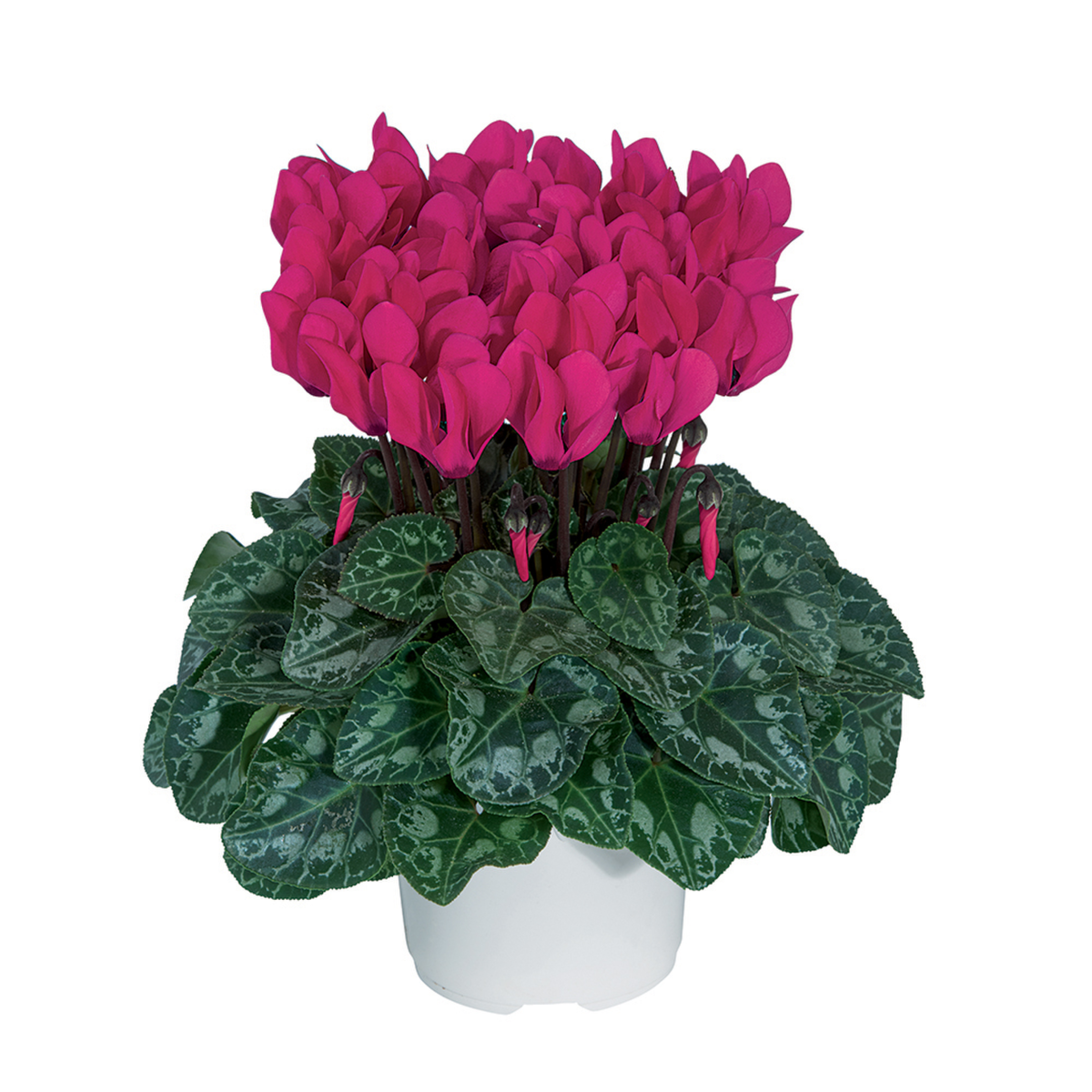 fuchsia-vif-evolut-4073-1445705679.webp