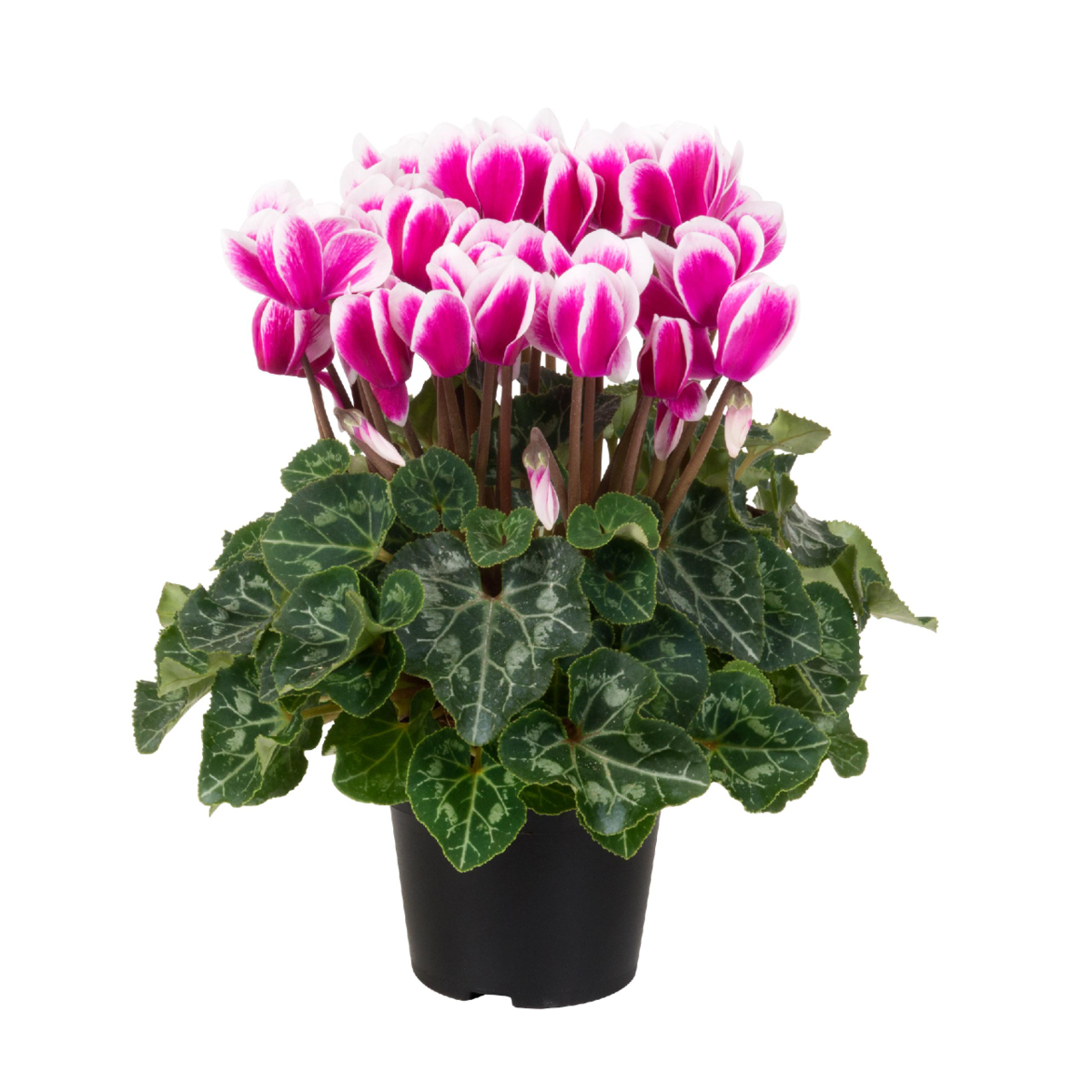 fuji-dark-violet-01-960526850.webp