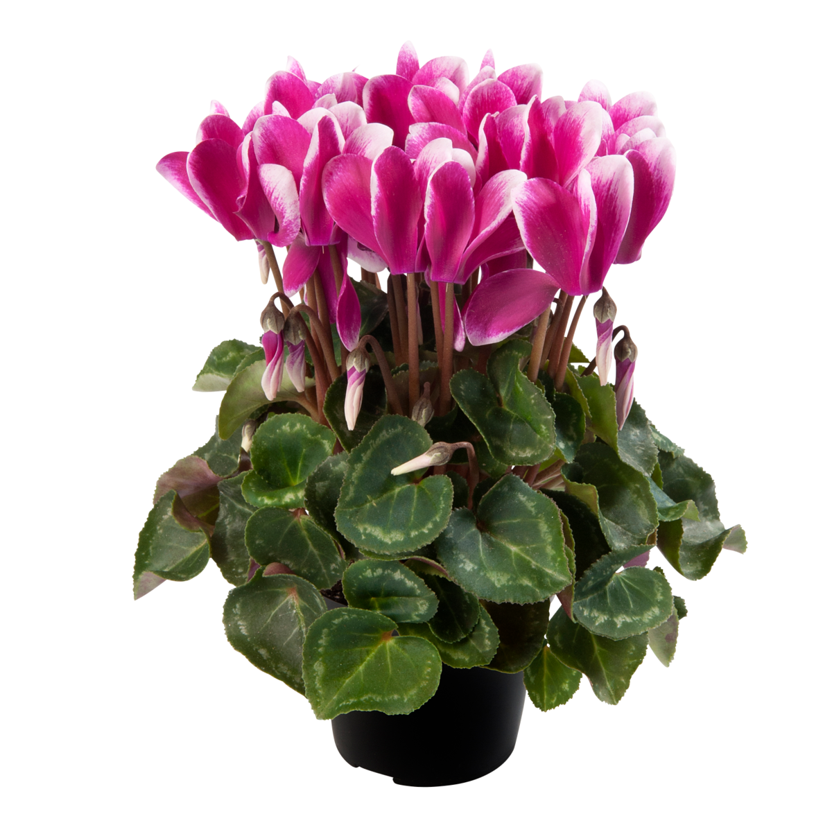 fuji-dark-violet-2190783901.webp
