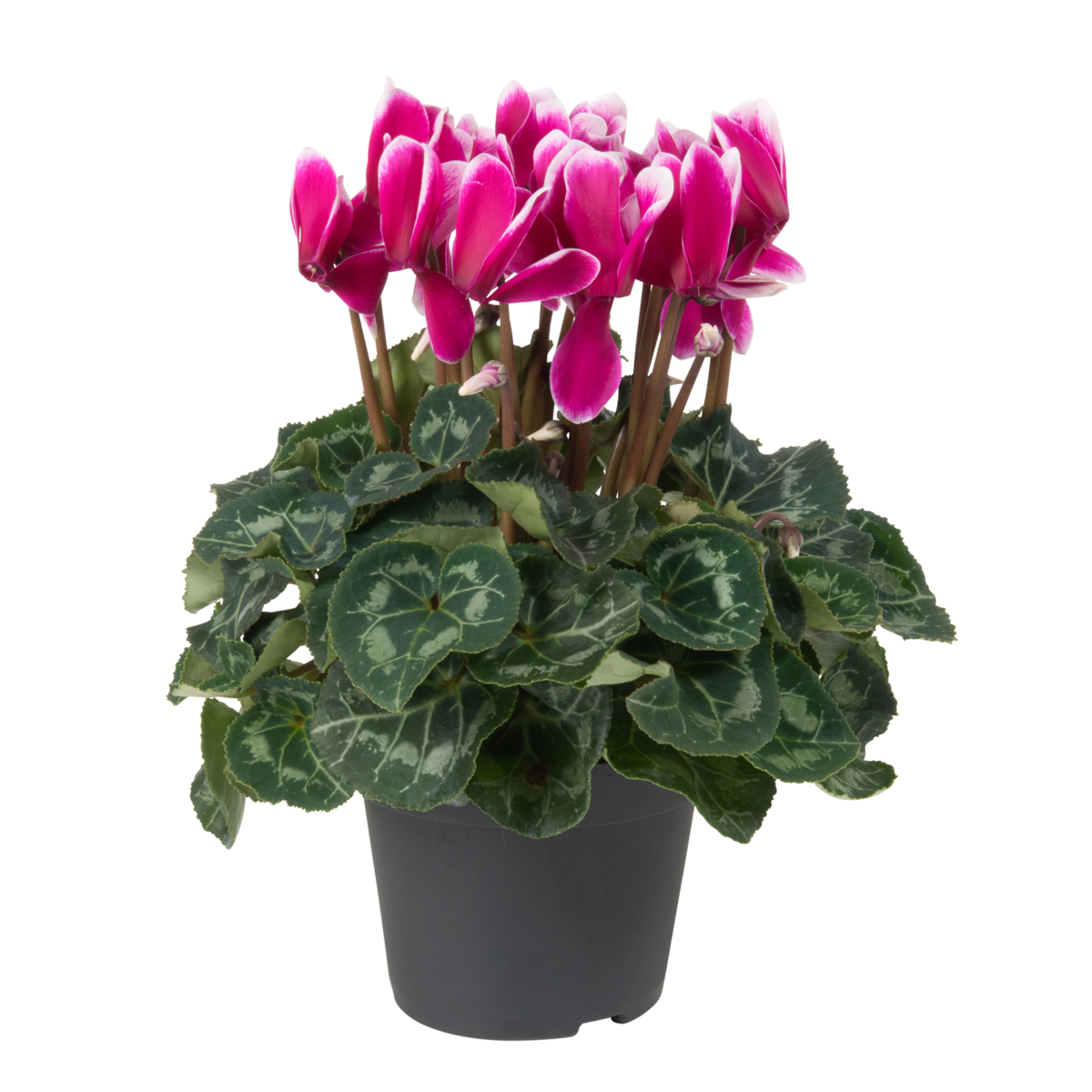 fuji-dark-violet-3013102844.webp