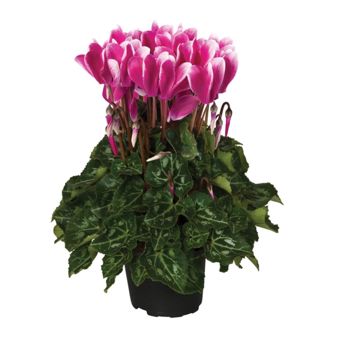 fuji-magenta-3580302930.webp