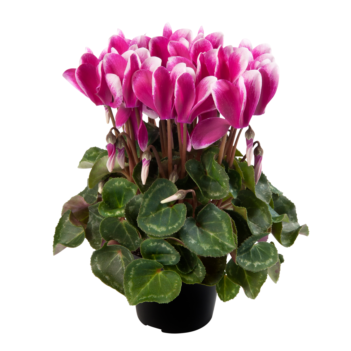 fuji-magenta-4032589763.webp