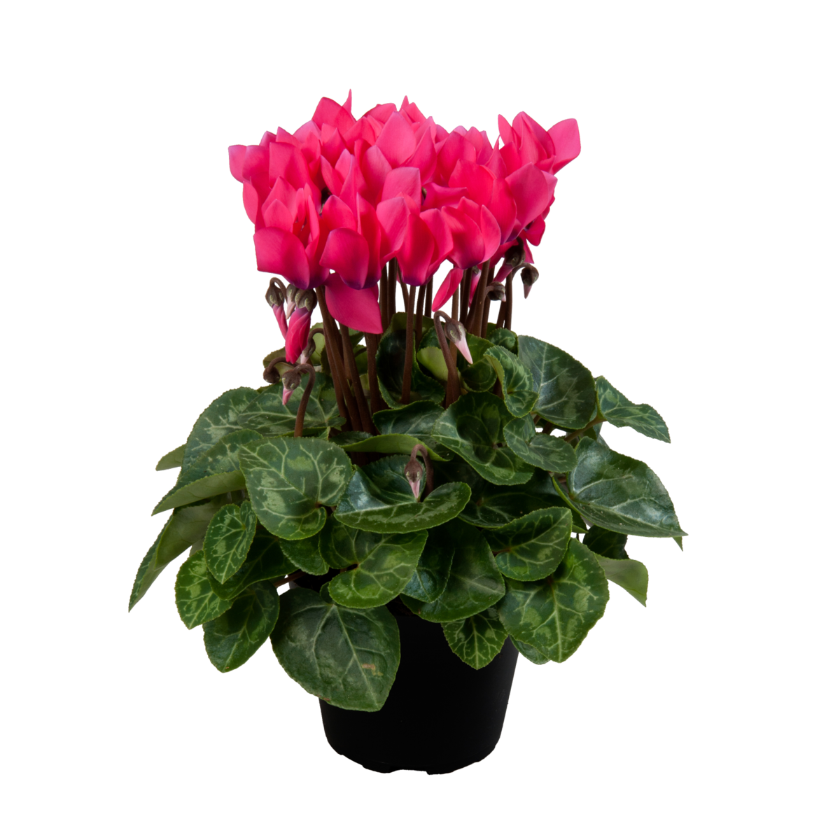fuji-neon-pink-2172954836.webp