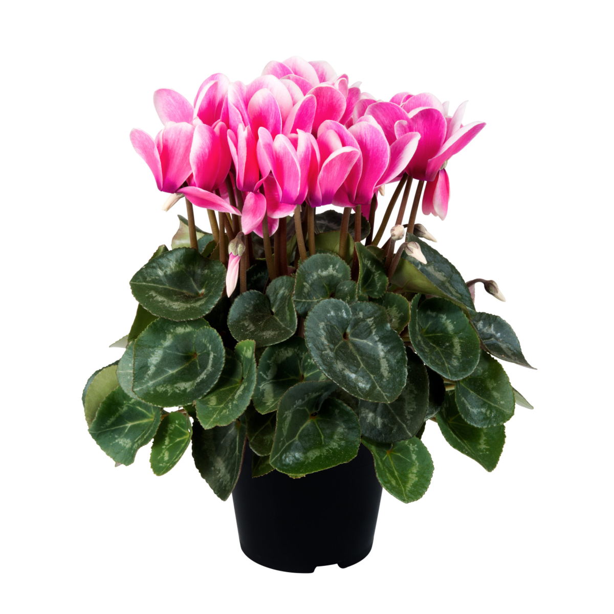 fuji-neon-pink-3601290303.webp
