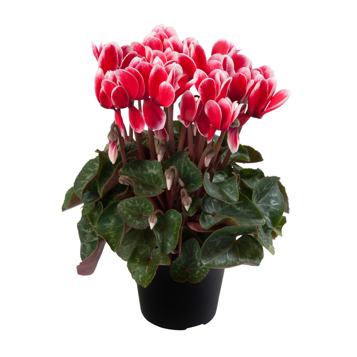 fuji-red-3464266146.webp