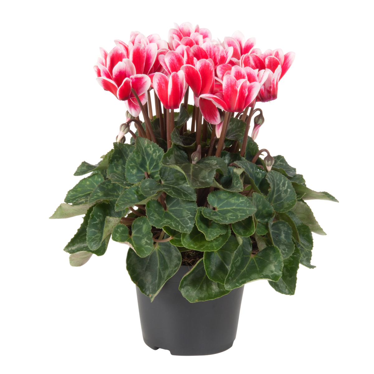 fuji-red-3697122575.webp