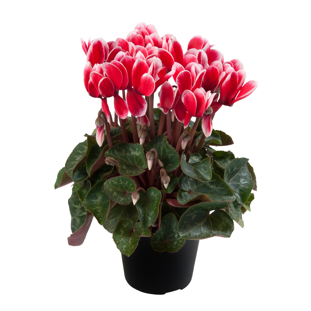 fuji-red-4260132192.webp