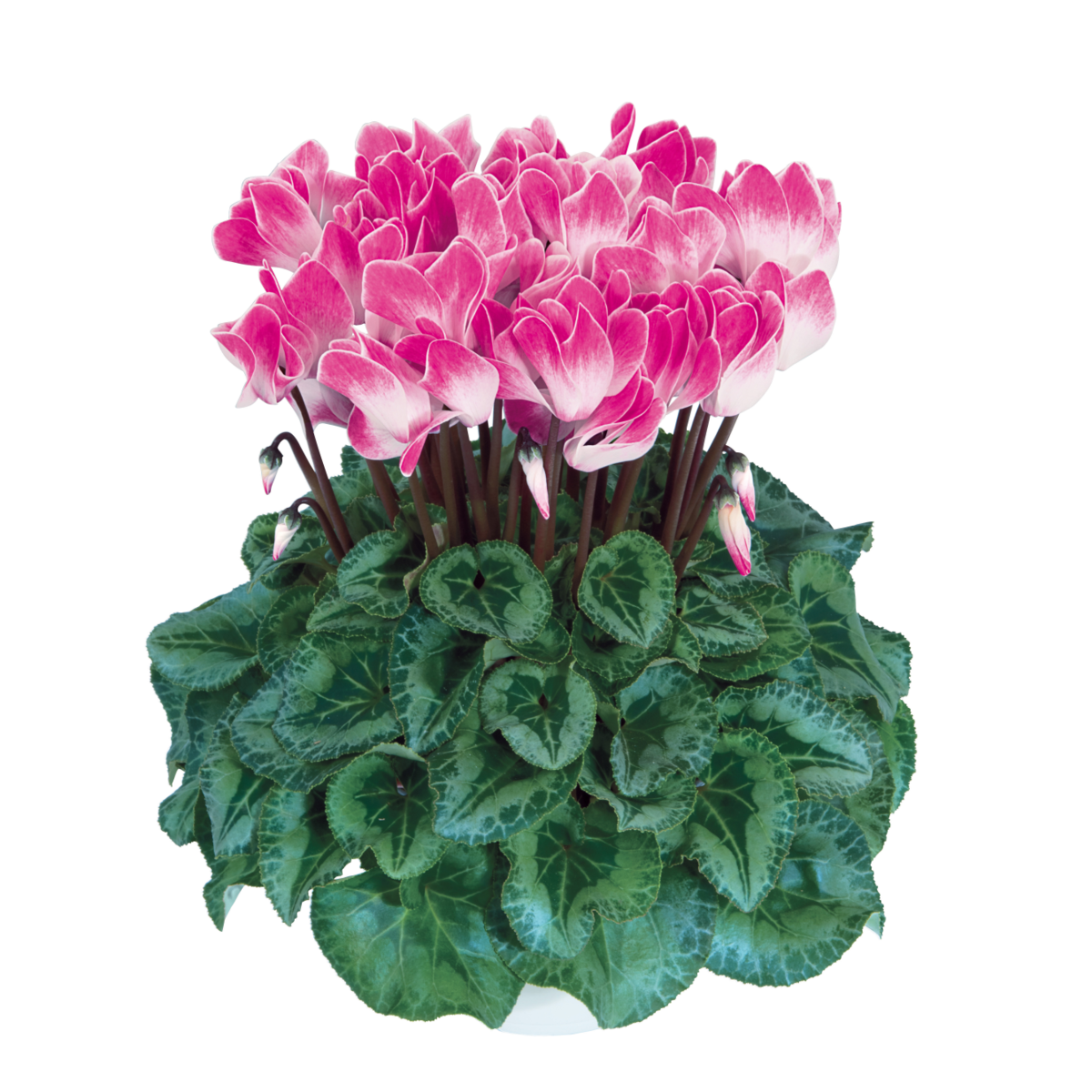 funflame-magenta-2850-2965267913.webp