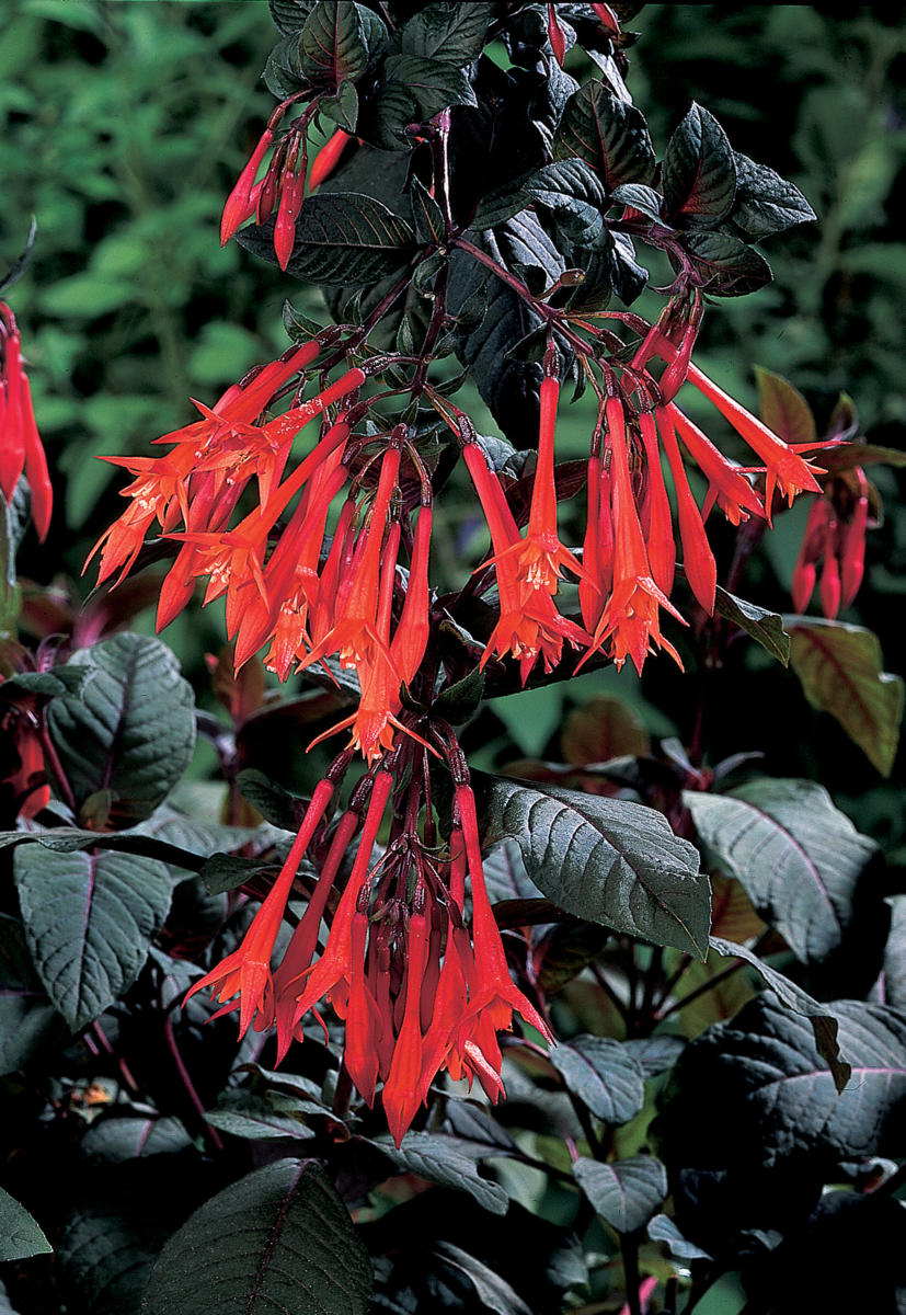 gartenmeister-bonstedt-1296217023.webp
