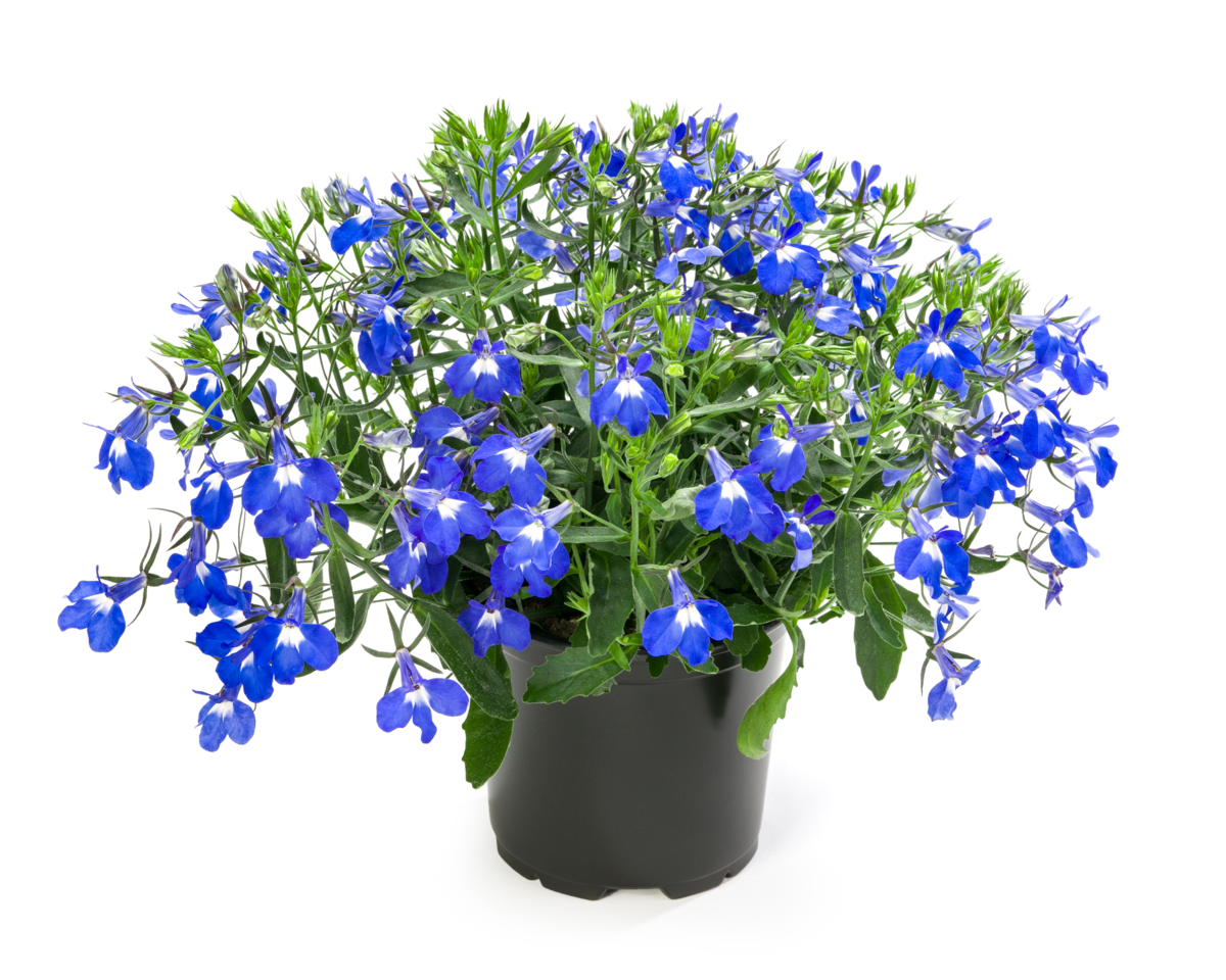giant-blue-209741496.webp