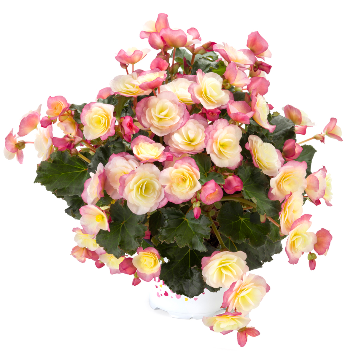 glory-bicolour-4147930975.webp