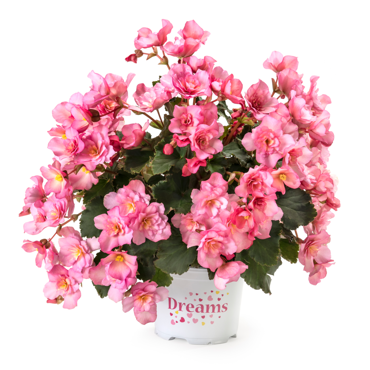 glory-pink-1724045429.webp