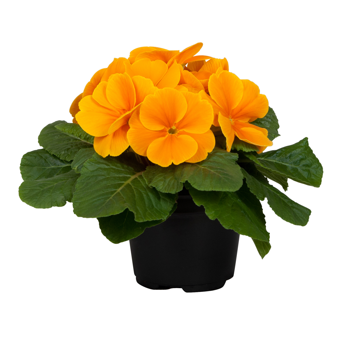 golden-orange-3475605729.webp