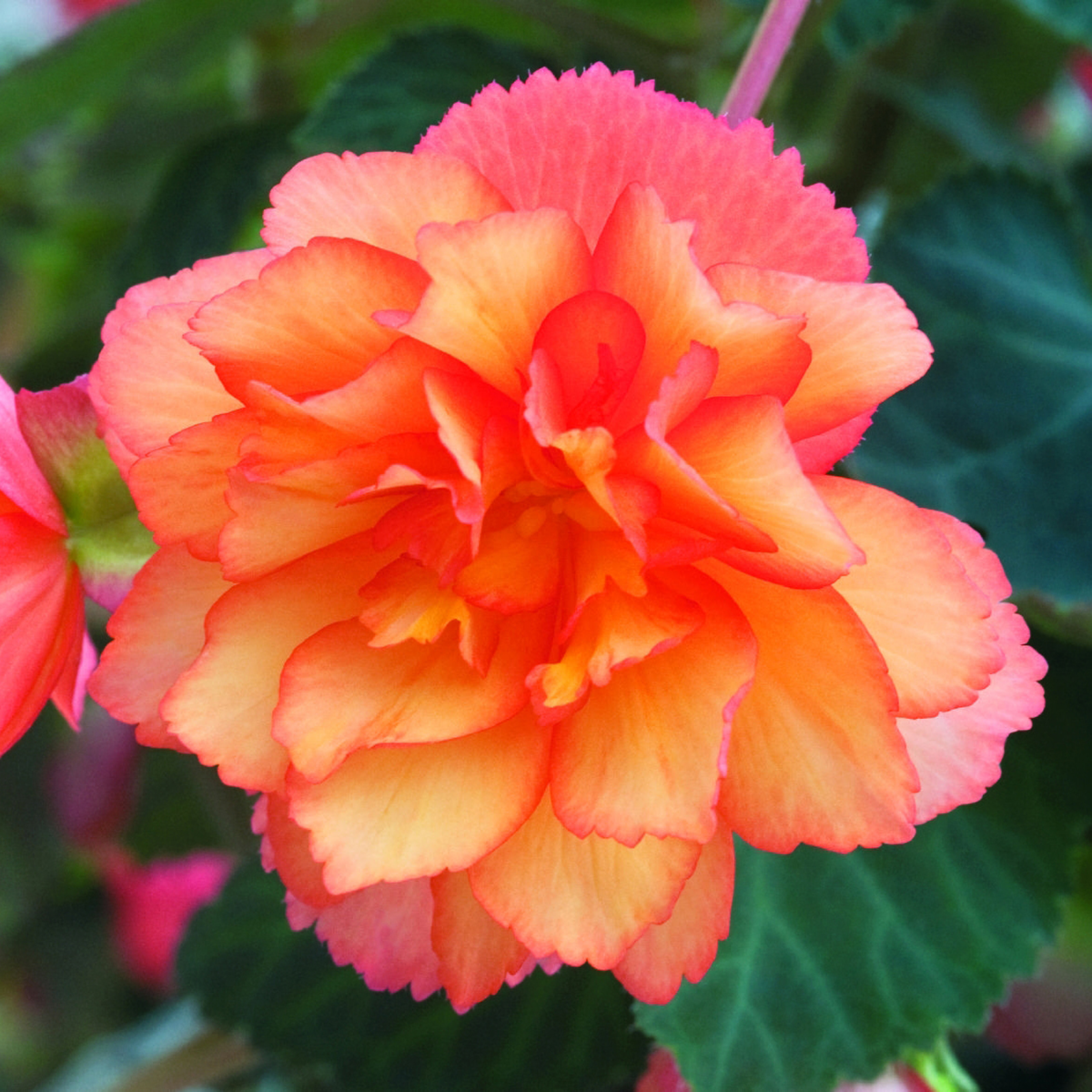golden-picotee-1982577046.webp