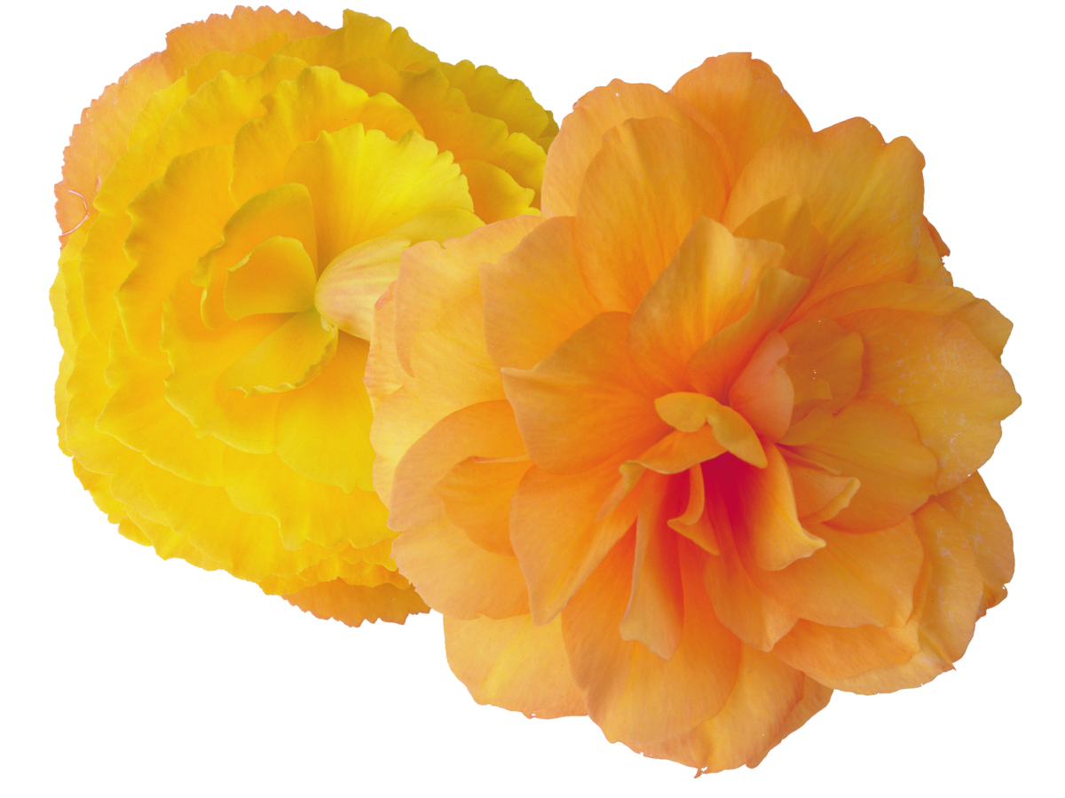 golden-shades-912242140.webp