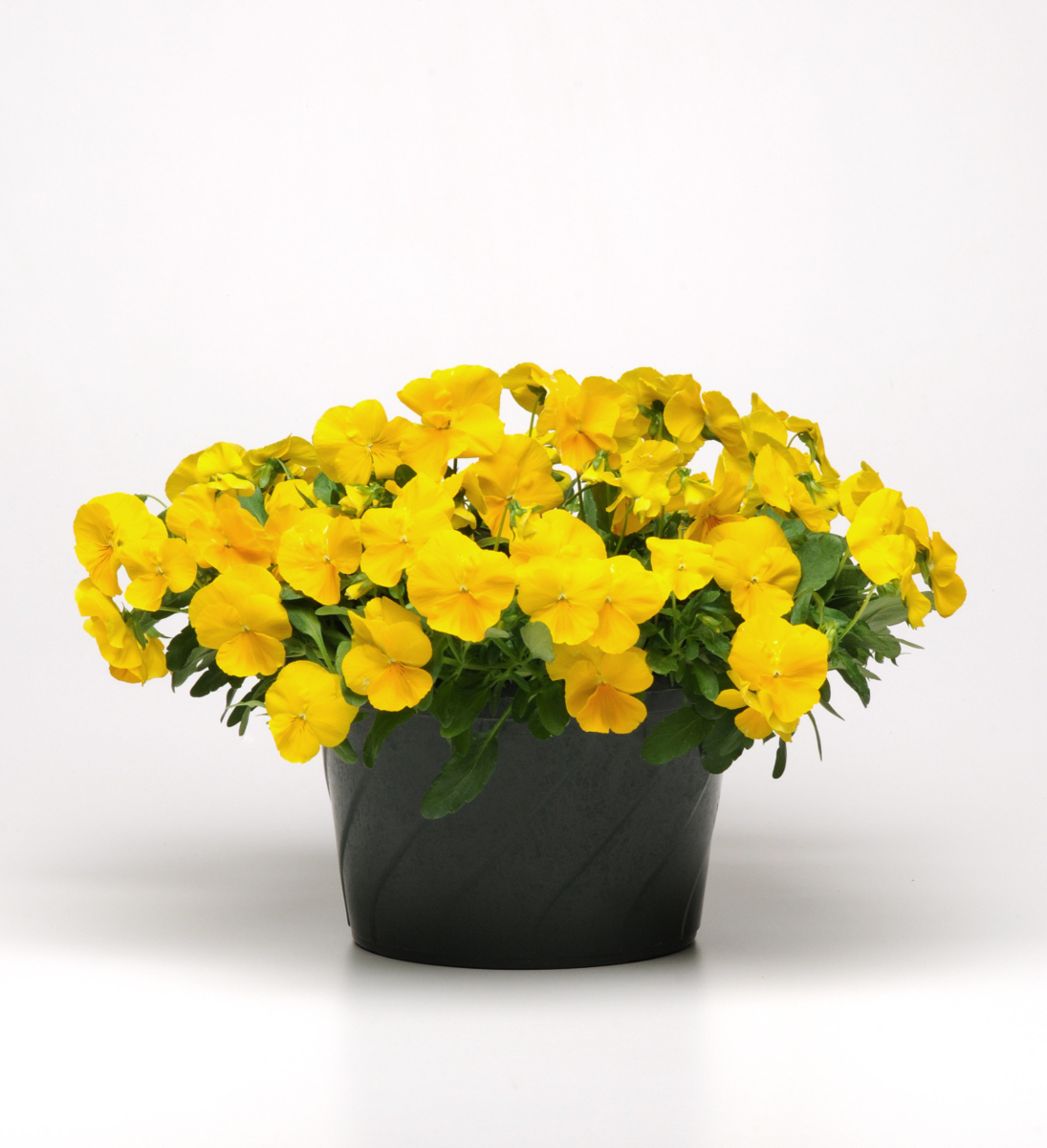 golden-yellow-1200530943.webp