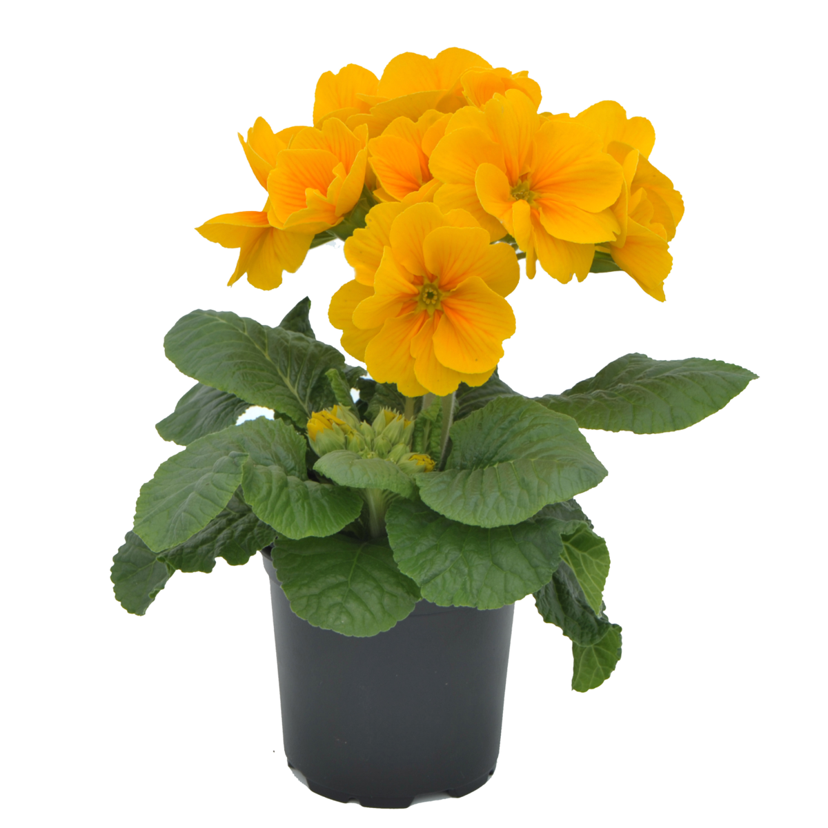 golden-yellow-390789102.webp