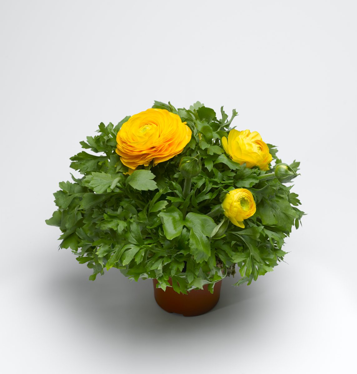 golden-yellow-shades-978814719.webp