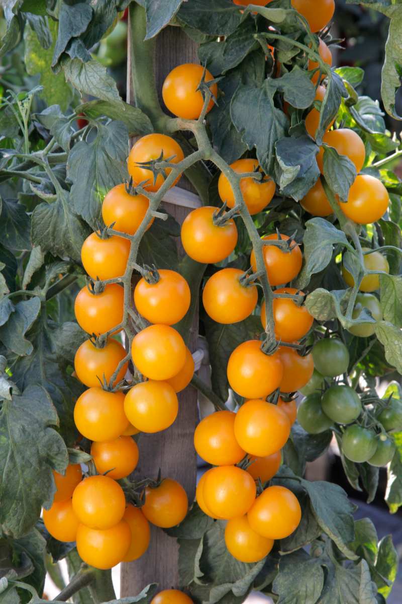 goldwin-f1-30246795.webp