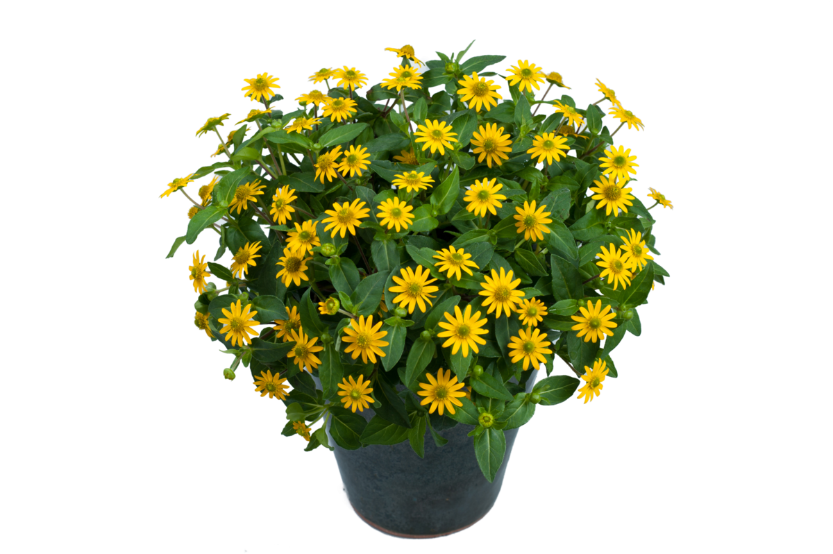 great-yellow-1445299338.webp