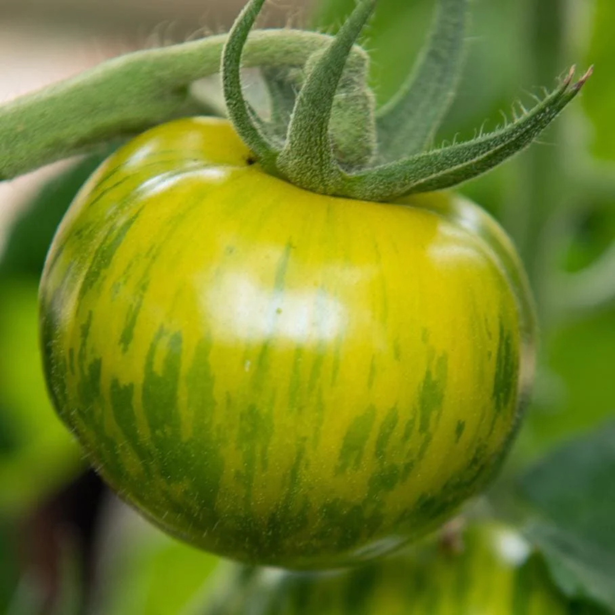 green-zebra-3464575712.webp