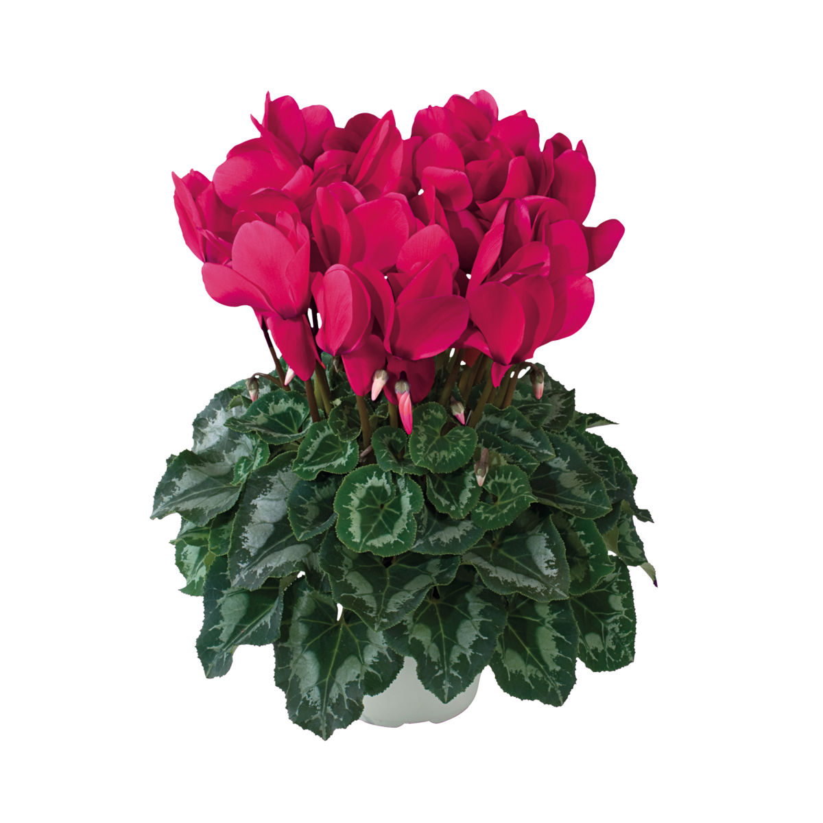 grenadine-2076-1465709200.webp