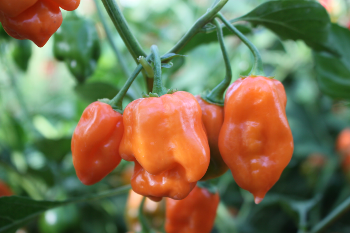 habanero-orange-3931493084.webp