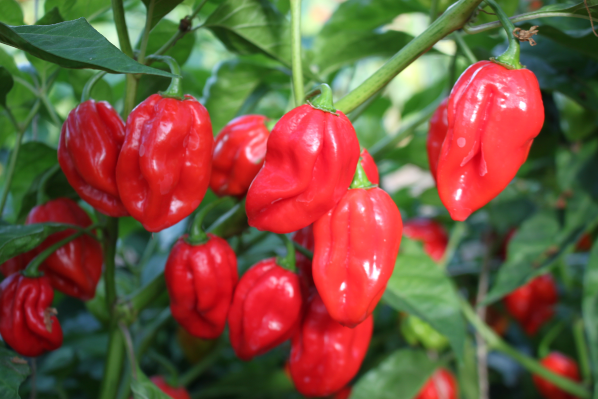 habanero-red-1574030295.webp
