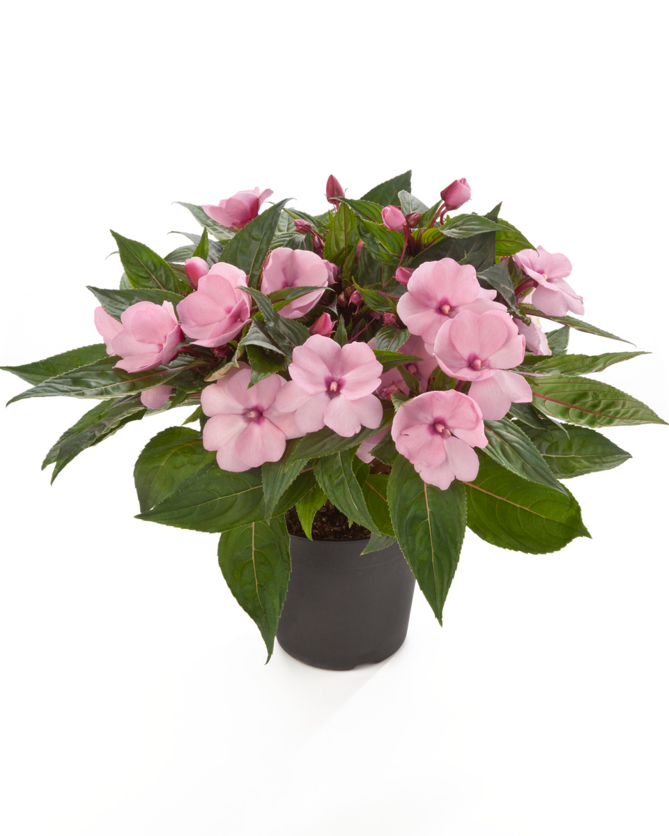 helen-3153090158.webp