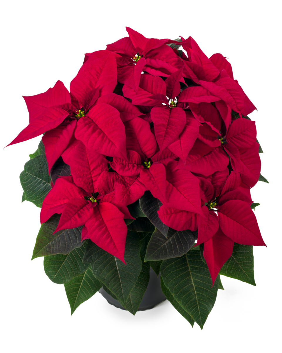 hera-red-2689343116.webp