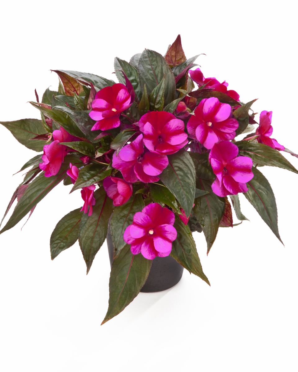 hestia-3066446816.webp