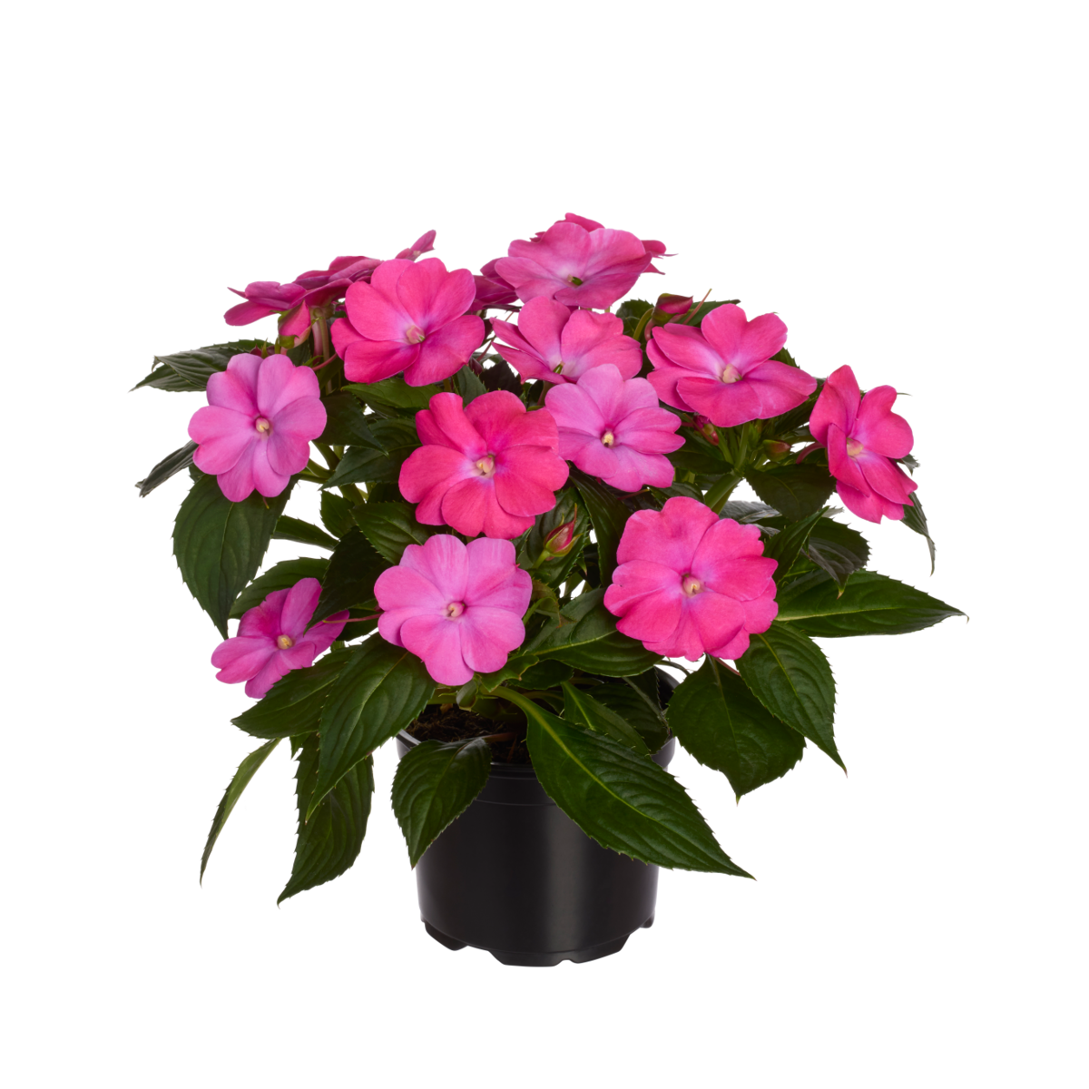 hot-pink-2298886322.webp