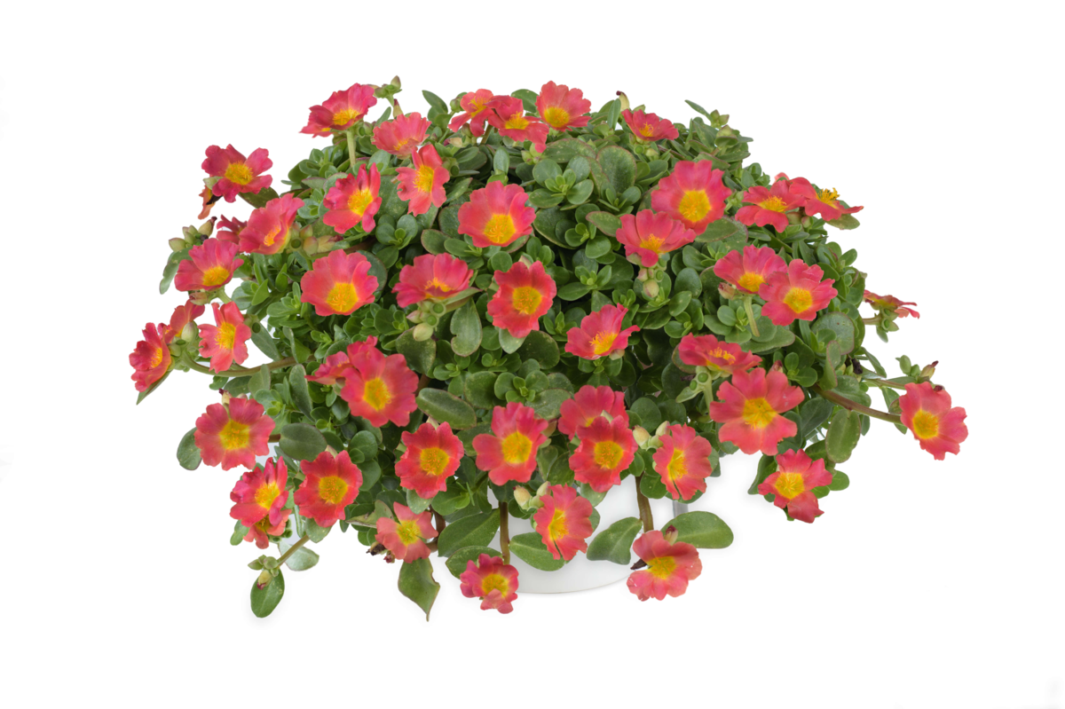 hot-pink-2430700897.webp