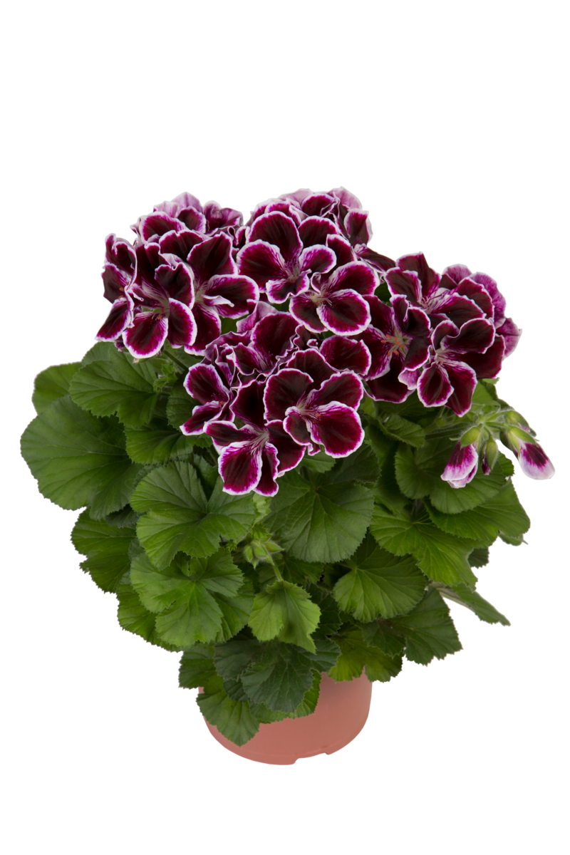 imperial-1998126779.webp