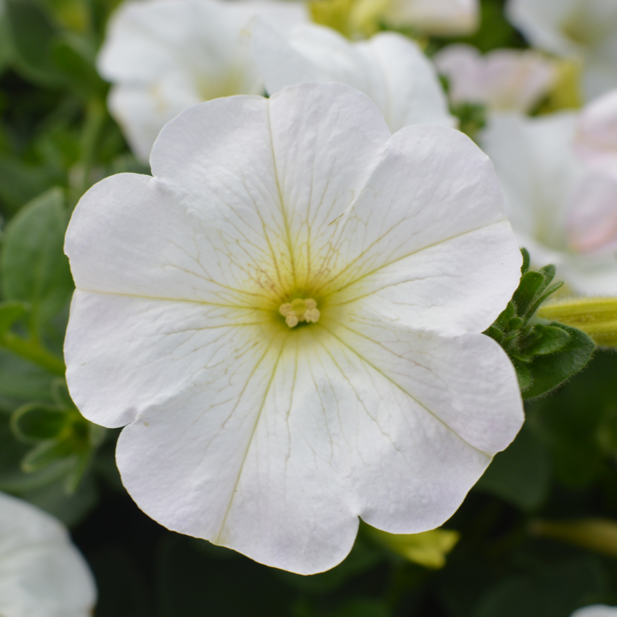 impulz-white-142159056.webp