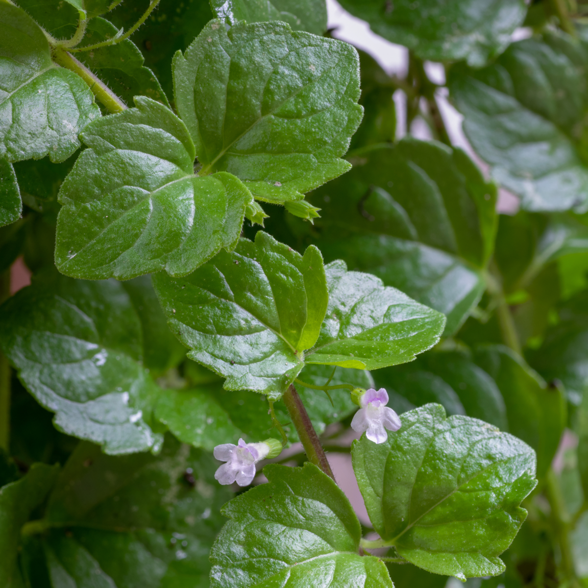 indian-mint-3084263106.webp