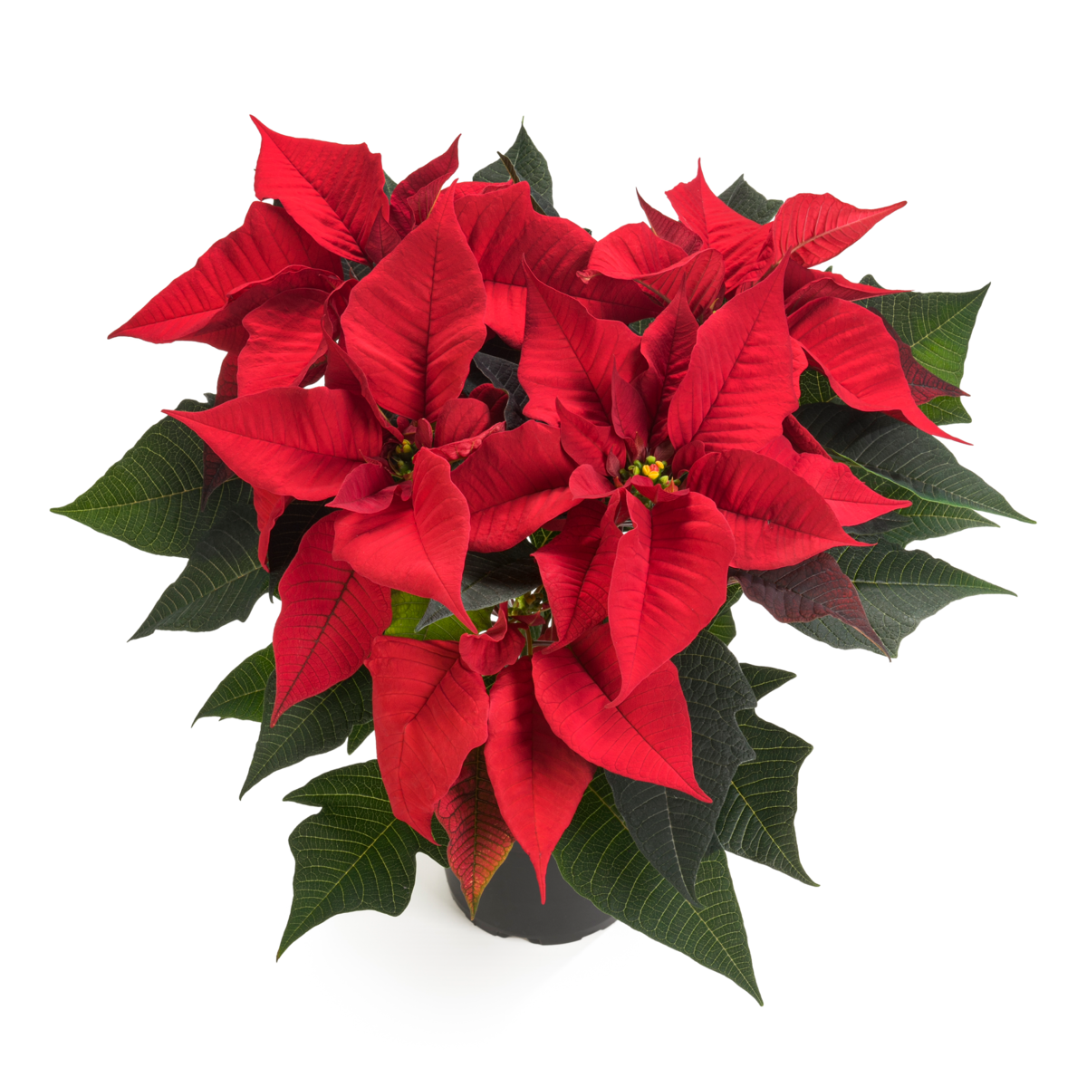 indra-red-3624514955.webp