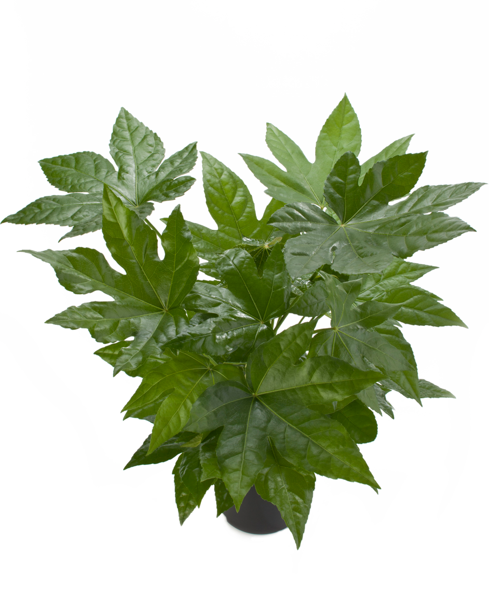 japonica-2531380479.webp