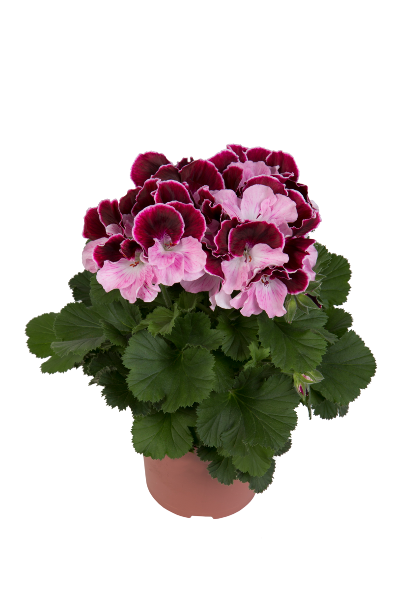 jeanette-314753933.webp