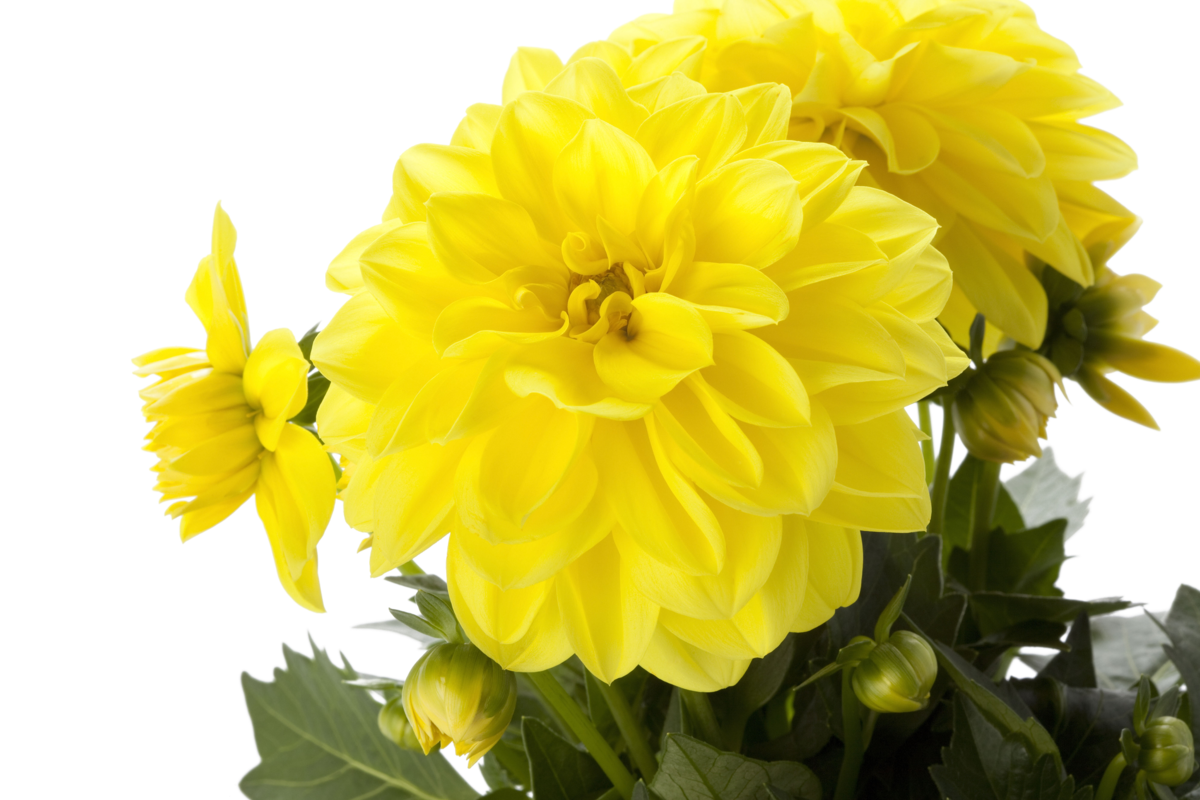 julia-818673066.webp