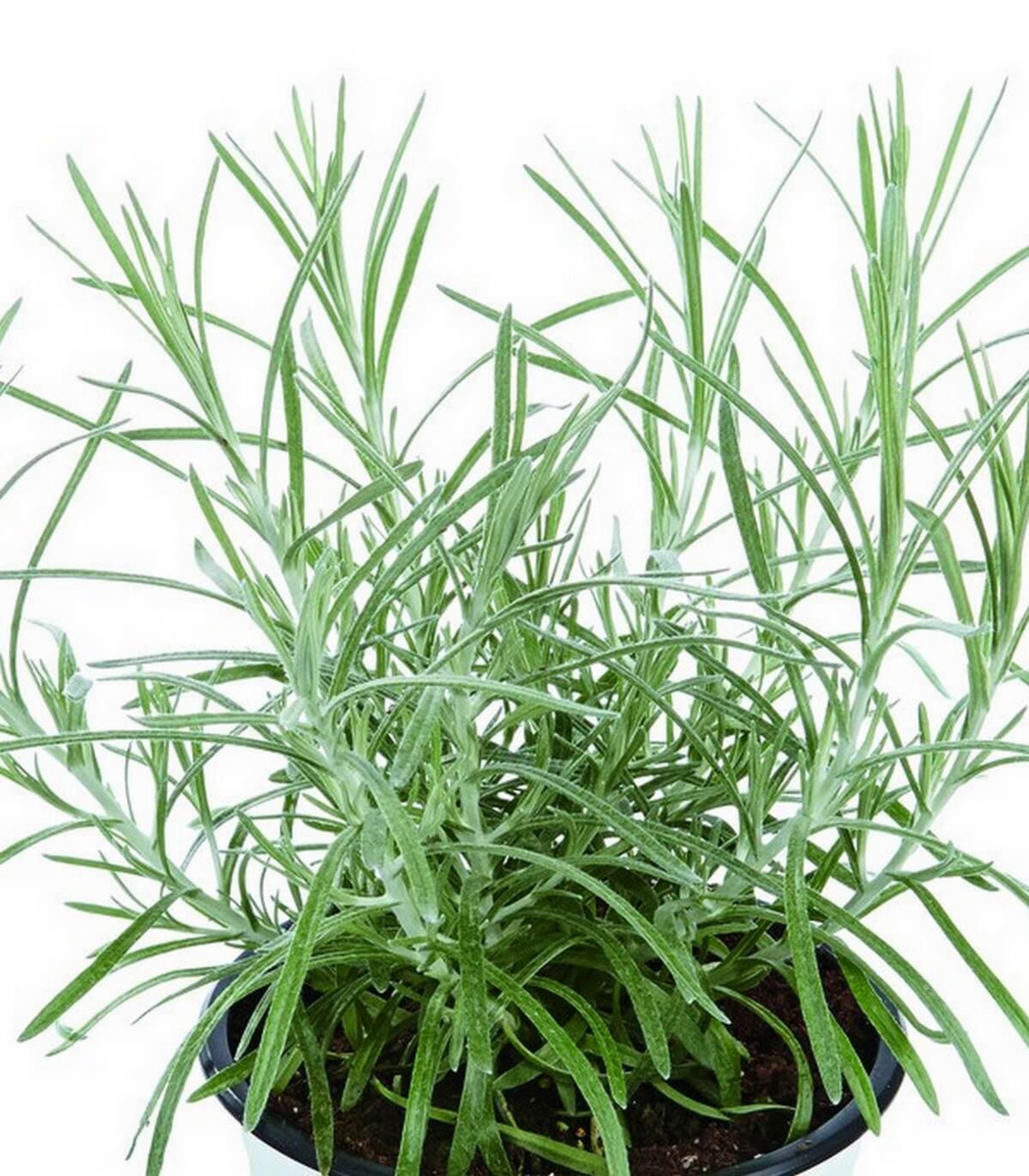 kari-curry-plant-2788762373.webp