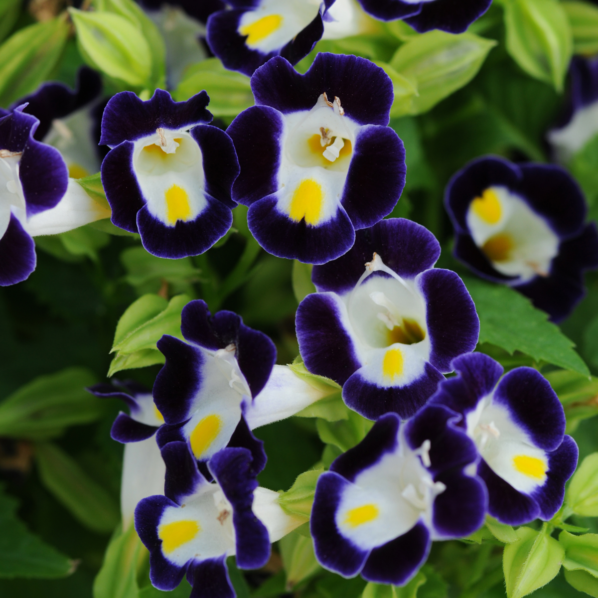 kauai-blue-white-2087714820.webp