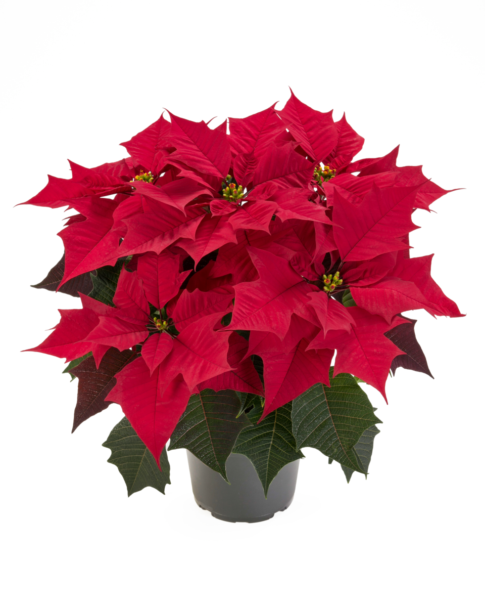 kayla-red-2899174822.webp