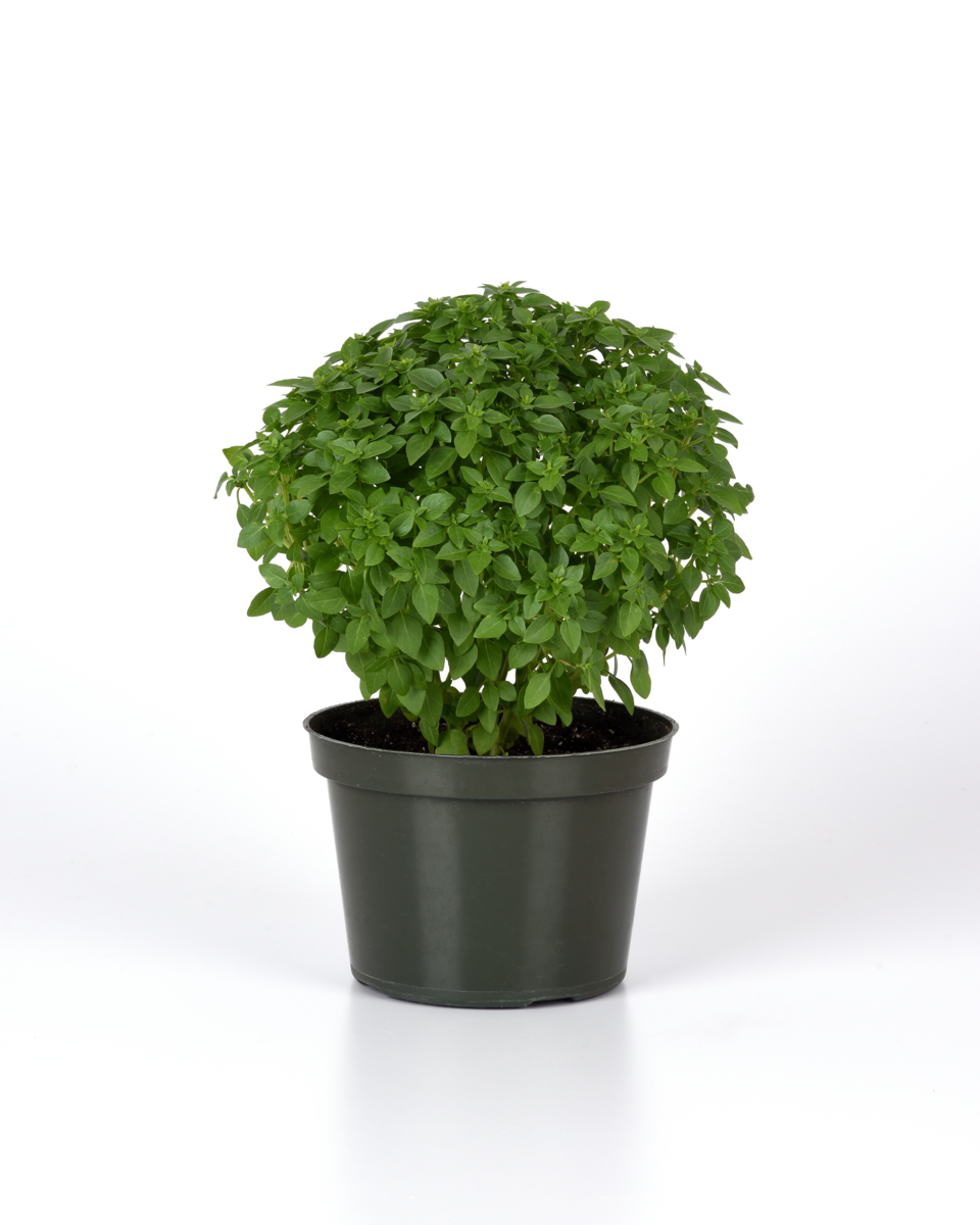 kitchen-ministm-bonsai-3801958777.webp