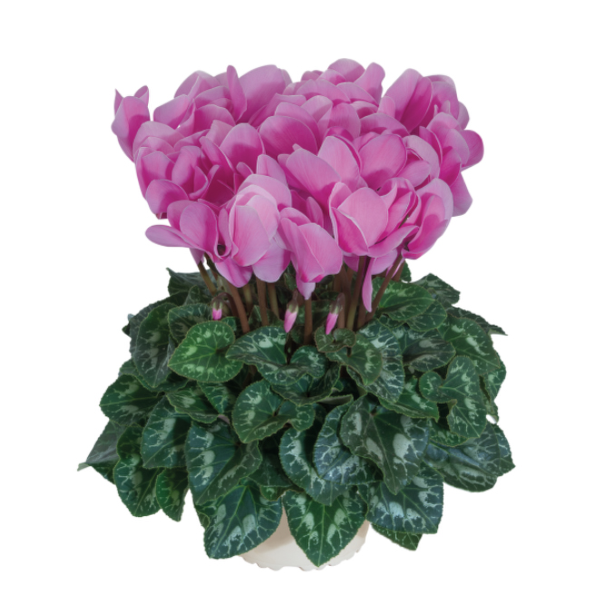 lavande-exp-2103-1818229736.webp