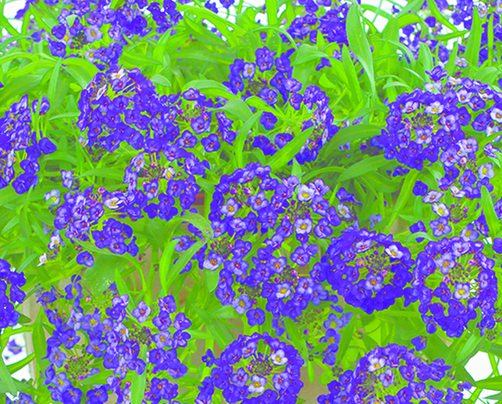 lavender-2475093628.webp